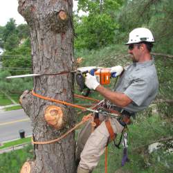 Tree Removal