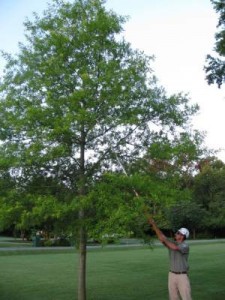 Formative Pruning