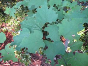 Beneficial Insects, leafcutter bees use redbud leaf fragments to build nurseries