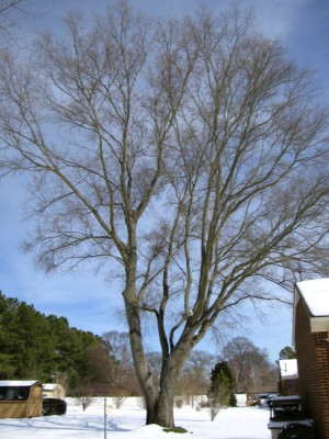 Codominant stems on mature willow oak