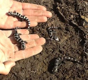 Marbled salamanders play a role in correctly mulching the soil