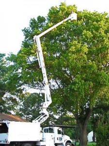 Tree Pruning in Virginia Beach, Norfolk, Chesapeake, Suffolk