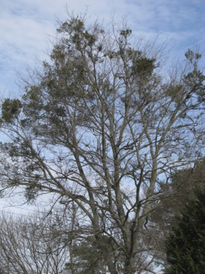 Mistletoe infestations in red maple trees