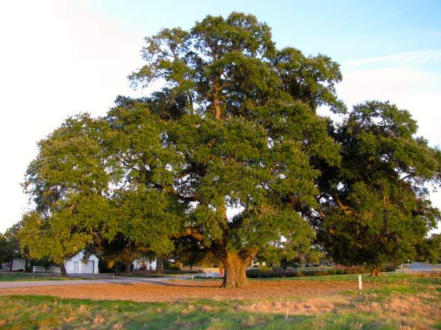 Proper Mulching Technique for a Mature Live Oak