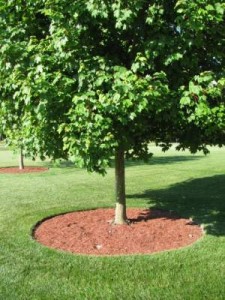 Proper Mulching Technique for a Young Tree