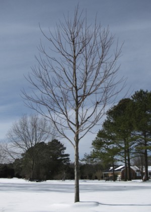 Training young trees with formative pruning