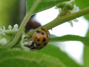 Tree Diseases - Chesapeake, Norfolk, Suffolk, Portsmouth, Virginia Beach, VA