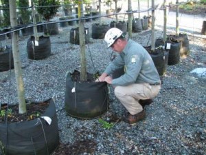 Tree Planting for Success