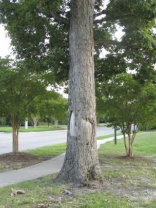 Storm damaged trees can be prevented with proper care