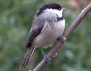 Local chickadee inhabiting local trees