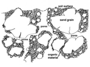 Root invigoration improves soil structure