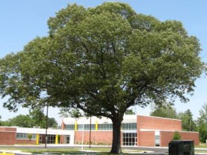 Proper tree protection during construction would have minimized root damage.