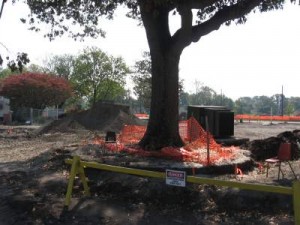 Improper tree protection during construction damaged this tree's root system