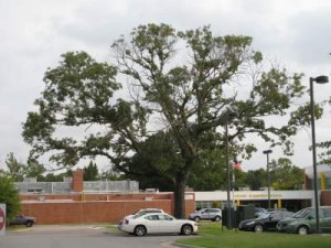 Proper tree protection during construction would have saved this tree.