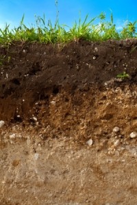 Soils and tree health