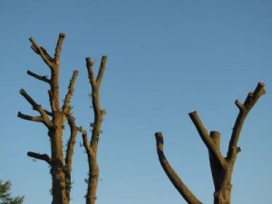 Tree topping of mature willow oaks