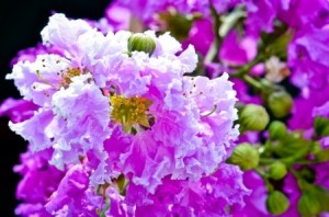crapemyrtle flower, pink