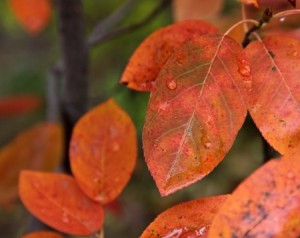 Serviceberry in Autumn