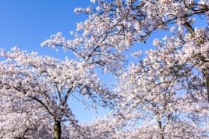 Serviceberry flowers