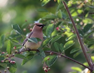 Serviceberry with cedar waxwing