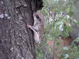 Flying Squirrel in Silver Maple Chesapeake VA