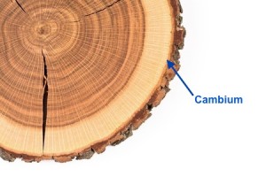 Cross section showing how trees grow