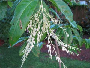 Sourwood Flower