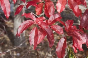 Sourwood in Autumn