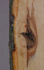Decay Caused by a Single Wound from Climbing Spikes